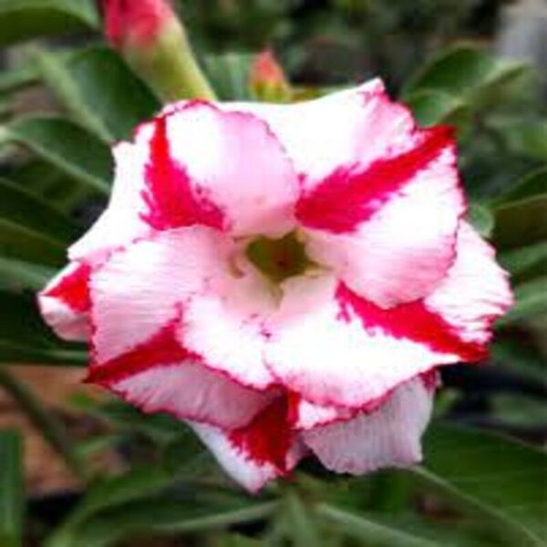 Rosy Variety Adenum Plant White