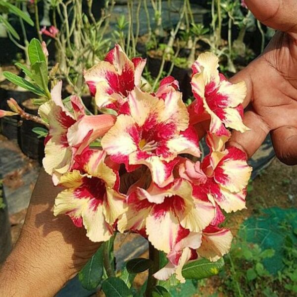 Buy adenium plant red and yellow 2