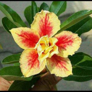 Buy adenium plant yellow and red