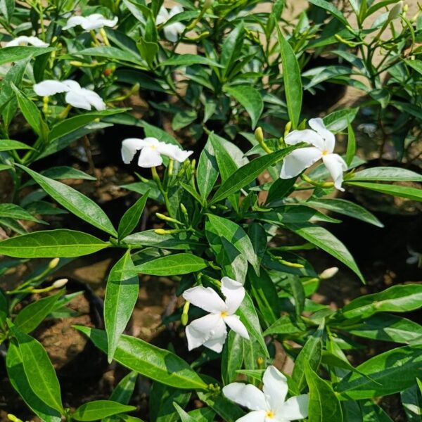 scented-tagar-flower-plant