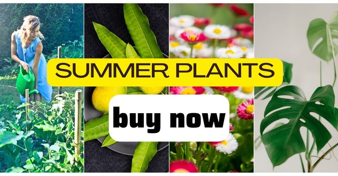 buy summer plants