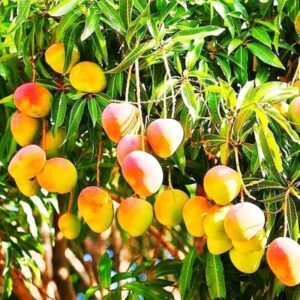 suvarnarekha-mango-plant