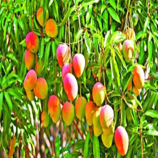 suvarnarekha-mango-plant2