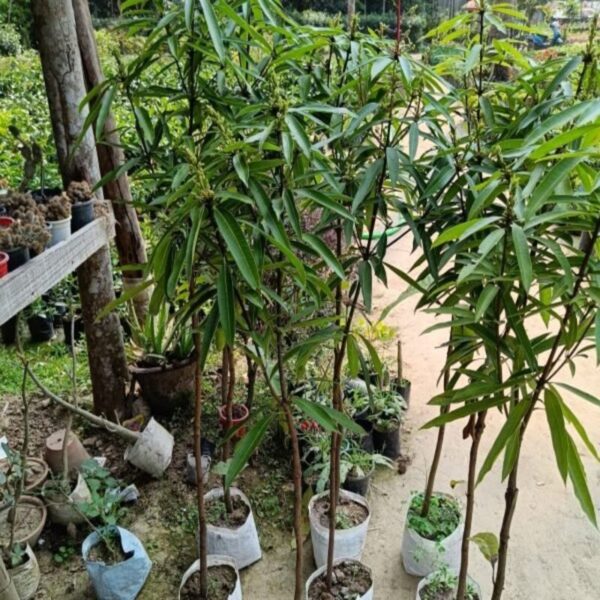 suvarnarekha-mango-plant3