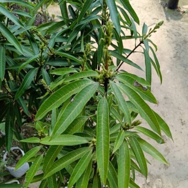 suvarnarekha-mango-plant3