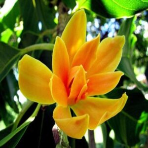 Swarna Chapa – Magnolia Champaca Flower Plant