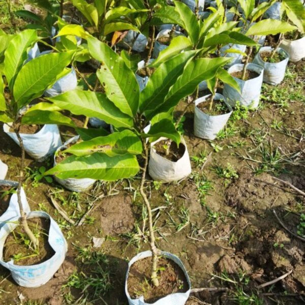 swarna-chapa-magnolia-champaca-plant2