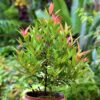 syzygium-campanulatum-christina-tree-plant3