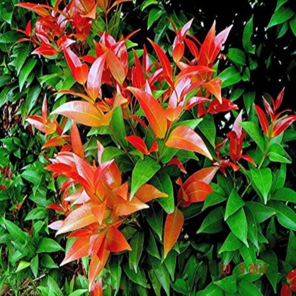 syzygium campanulatum christina tree plant