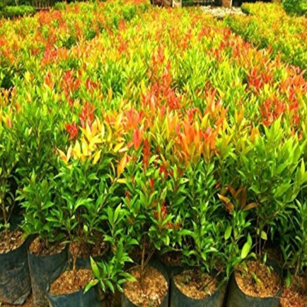 Buy Syzygium Campanulatum - Christina Tree Plant Online, India