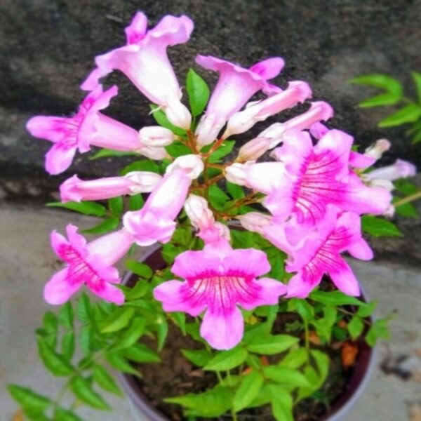 tecoma flower plant pink