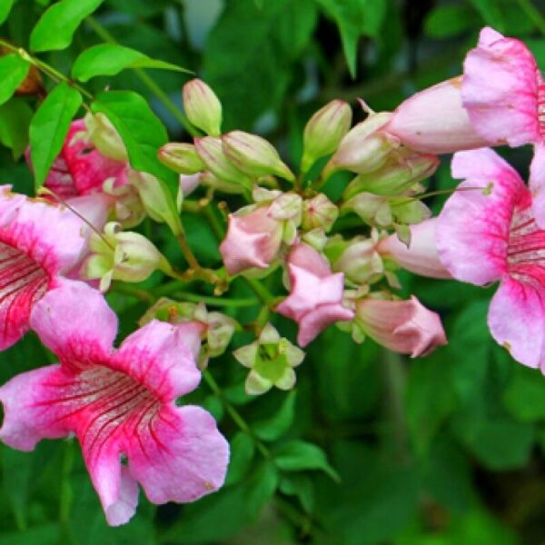 tecoma-flower-plant-pink 2