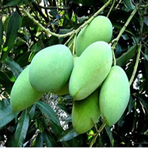 thai-all-time-mango-plant