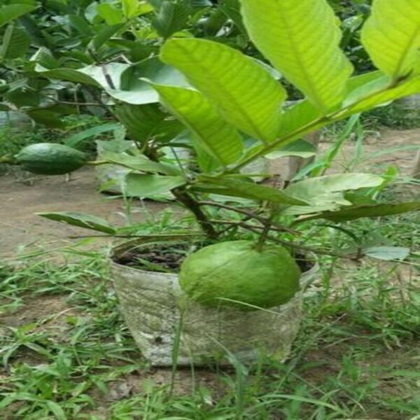 thai-kg-guava-plant3