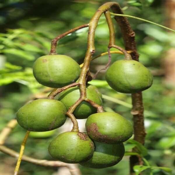 thai-olive-plant2