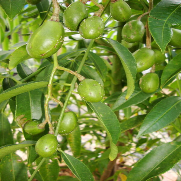 thai olive plant