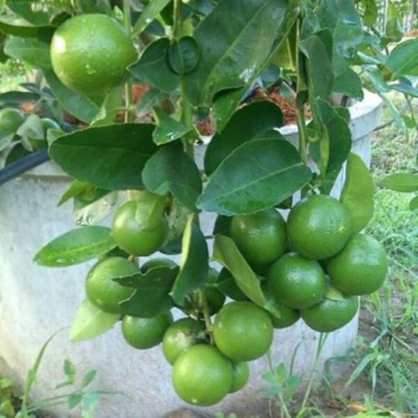 thai-patti-lemon-plant 2