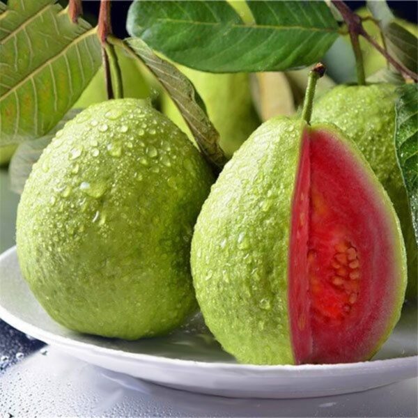 thai-pink-guava-plant