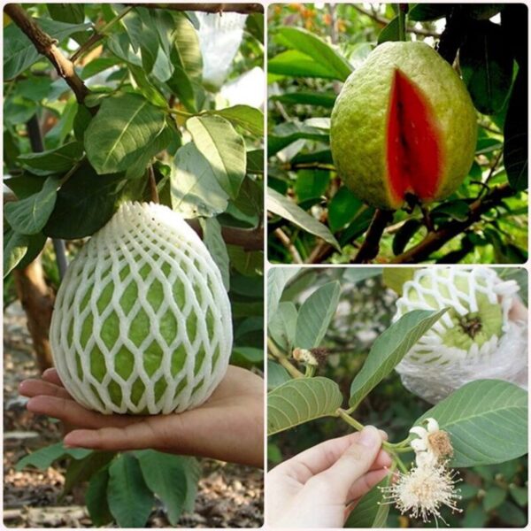 thai-pink-guava-plant 2