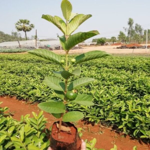 thai-pink-guava-plant 3