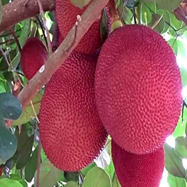 Thai Pink Jackfruit Fruit Plant