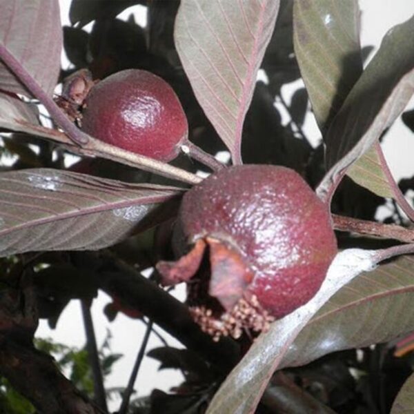 Thai Red Guava Plant