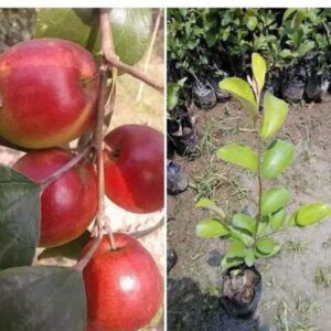 Thai Variety Apple Ber Plant