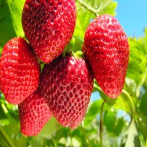 thai-variety-strawberry-plant