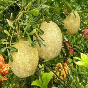 Thai Wood Apple Kodbel Fruit Plant