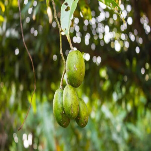 Thailand Sweet Olive Fruit Plant