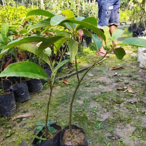 thailand-sweet-olive-plant 4