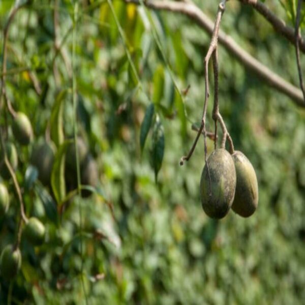 thailand-sweet-olive-plant 3