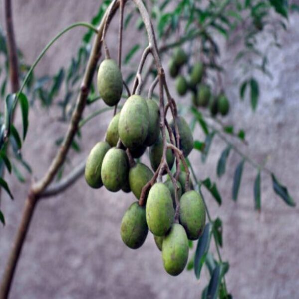 thailand-sweet-olive-plant 2