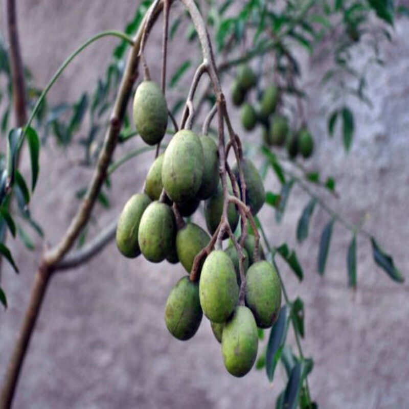 Olive Fruit Plant 