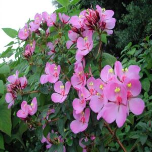 tibouchina-flower-plant-pink