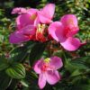 tibouchina-flower-plant-pink 3