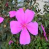 tibouchina-flower-plant-pink 2