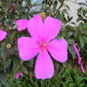 tibouchina-flower-plant-pink 2