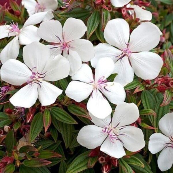 tibouchina-flower-plant-white