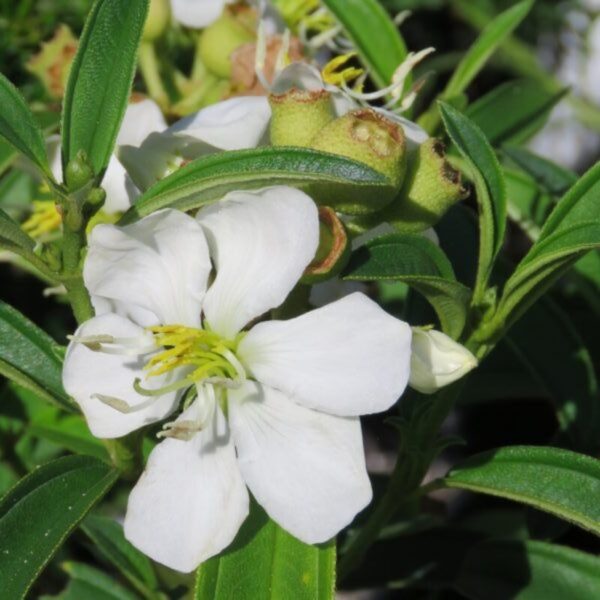 tibouchina-flower-plant-white3