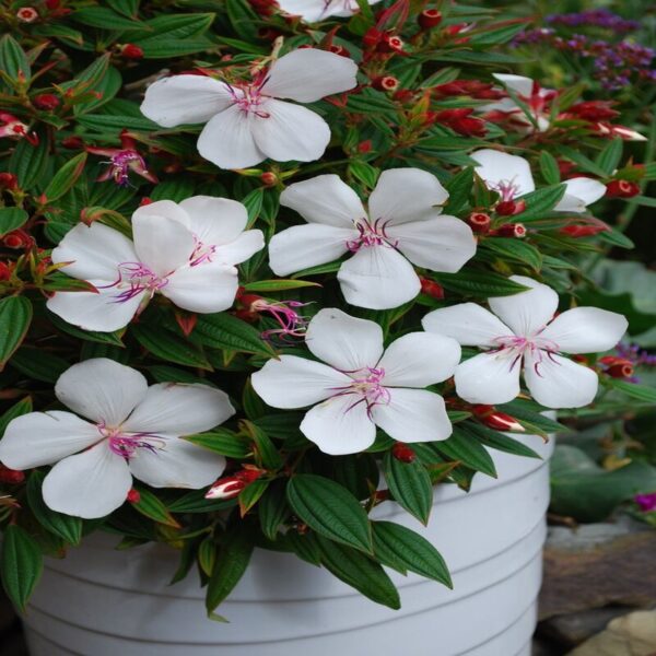 tibouchina-flower-plant-white 2