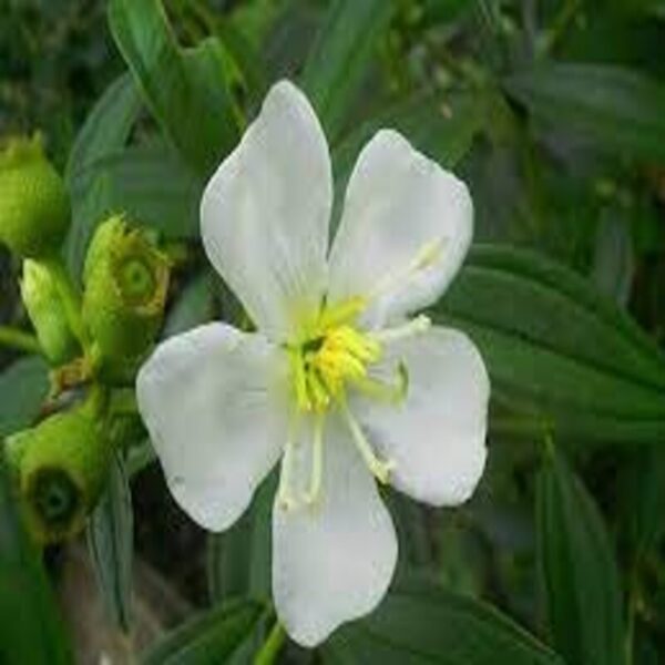 tibouchina-flower-plant-white4