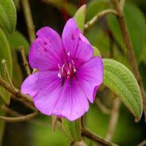 tibouchina-flower-plant 2