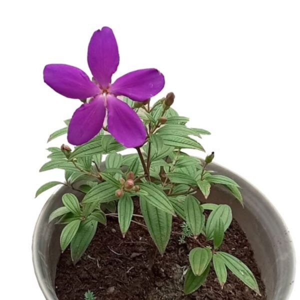 tibouchina-flower-plant 3