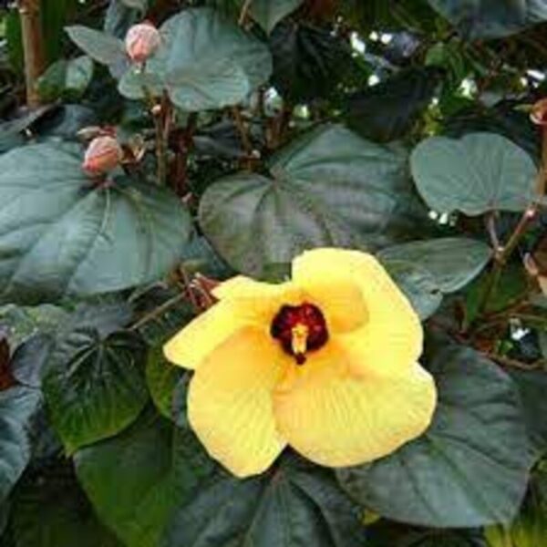 Tiliaceus Hibiscus Plant