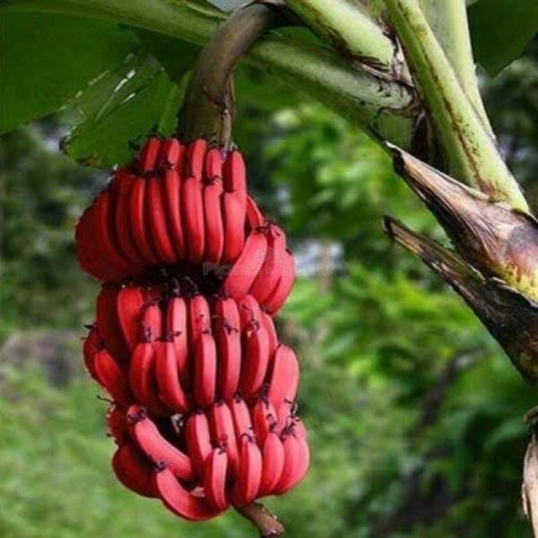 Tissue Culture Red Banana Fruit Plant