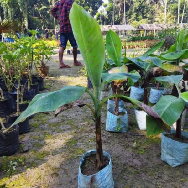 tissue-culture-red-banana-plant 3