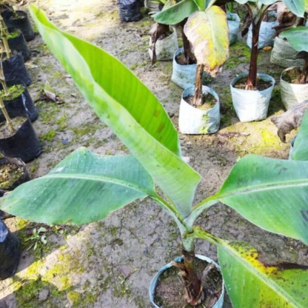 tissue-culture-red-banana-plant 2