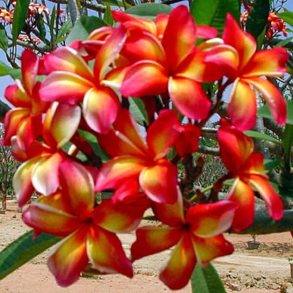 tropical-frangipani-plumeria-plant-orange-white