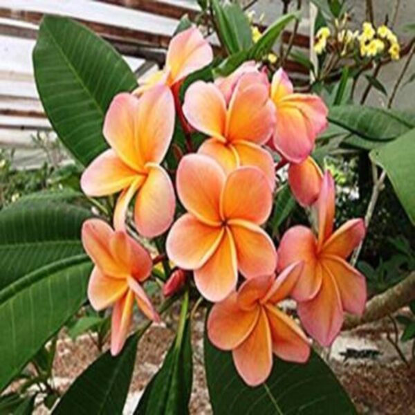 tropical-frangipani-plumeria-plant-orange-white 3